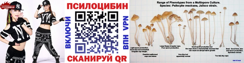 Псилоцибиновые грибы Psilocybe  сайты даркнета клад  Гаджиево 